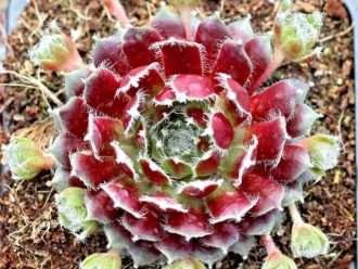 Sempervivum 'Rosa de Jade'