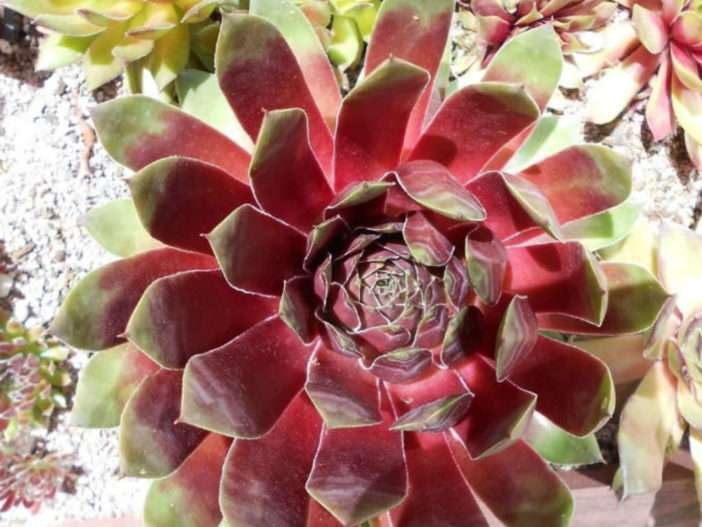 Sempervivum 'Rey de Plata'
