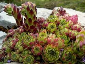 Sempervivum cantabricum