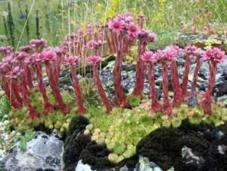 Sempervivum montanum (sierra de montaña)
