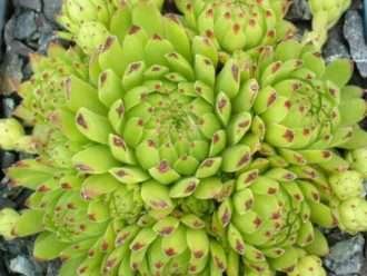 Sempervivum montanum subsp. Stiriaco - Mountain Houseleek