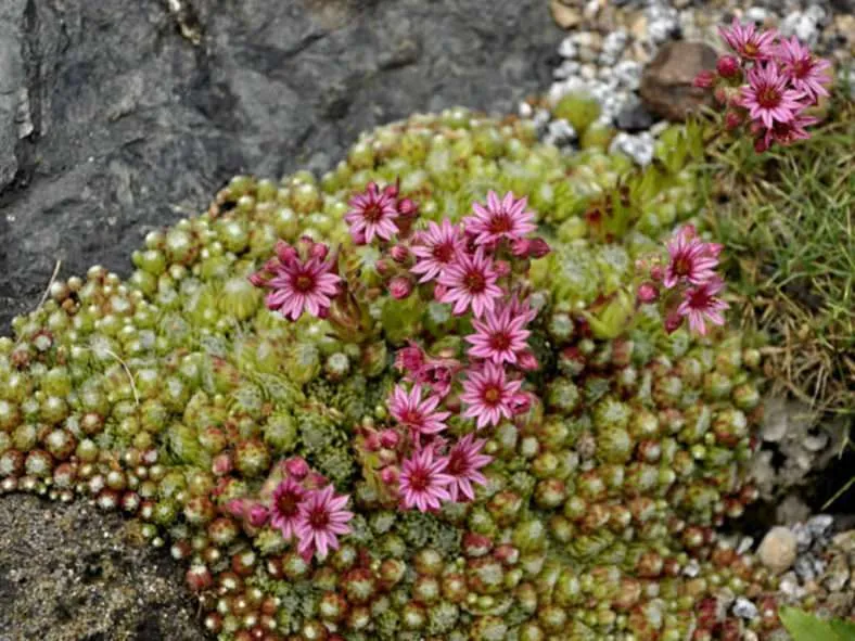 Sempervivum × barbulatum