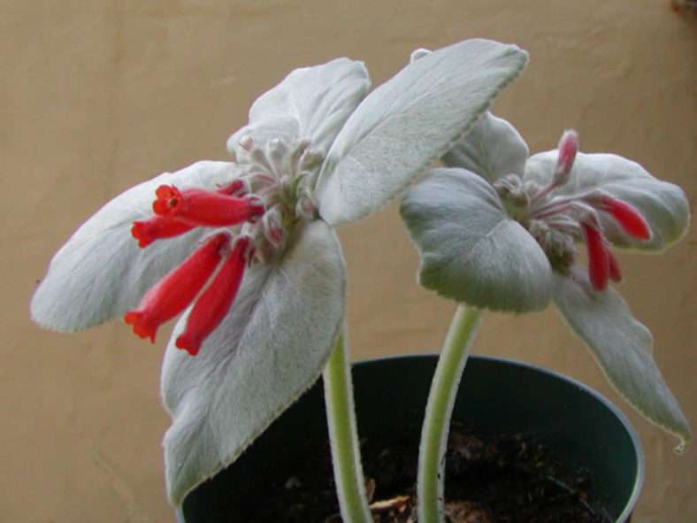 Sinningia leucotricha - Edelweiss brasileña