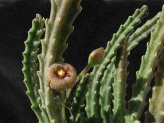 Stapelia erectiflora