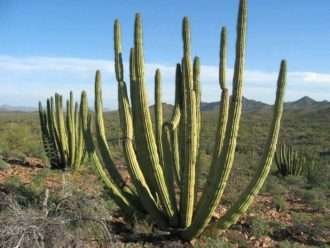 Stenocereus thurberi - Cacto de tubo de órgano