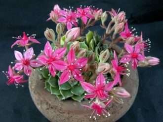 Tacitus bellus (Flor de Chihuahua) también conocido como Graptopetalum bellum