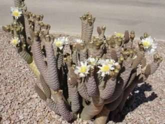 Tephrocactus articulatus var. diadematus (Pice Cone Cholla)