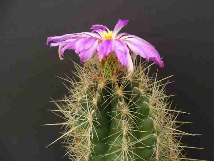 Thelocactus bicolor (Gloria de Texas)