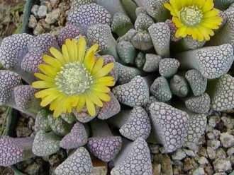 Titanopsis schwantesii