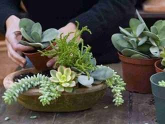 Cultivo y cuidado de suculentas