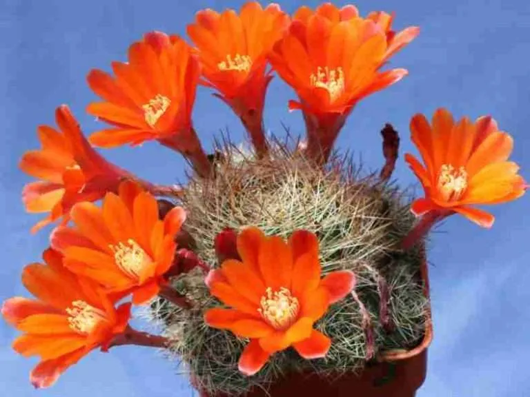cactus rebutia