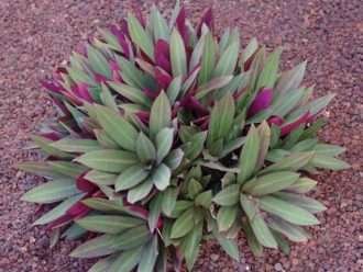 Tradescantia spathacea (Moisés en la cuna)