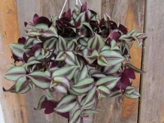 Tradescantia zebrina (Planta de pulgadas)