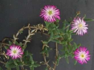 Trichodiadema intonsum