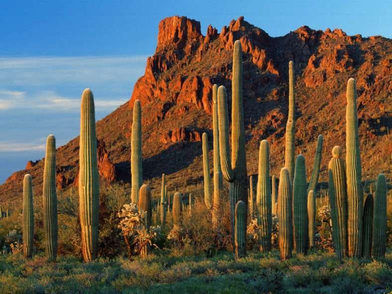 cacto saguaro