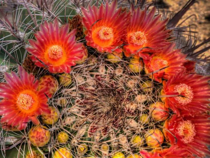 Flor de cactus barril