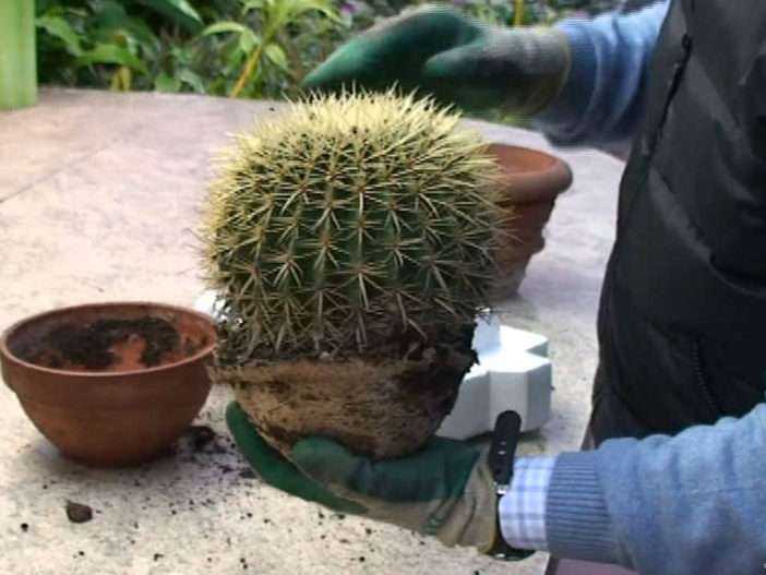 Replantar cactus
