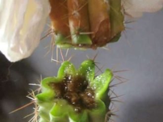 Mi cactus se vuelve suave