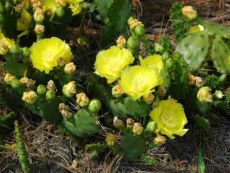 Recrecer cactus
