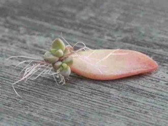 Métodos de propagación de cactus y suculentas