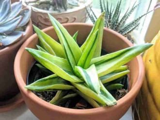 Alworthia 'Gema Negra' f.  variegata
