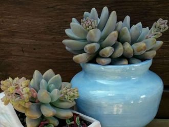 Graptosedum 'Gigante Azul' también conocido como Sedeveria 'Gigante Azul'