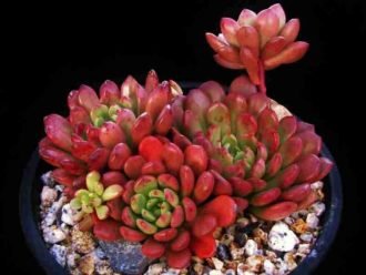 ×Graptoveria 'Bashful'