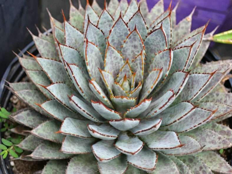 ×Mangave 'Bloodspot' (Mangave Bloodspot)