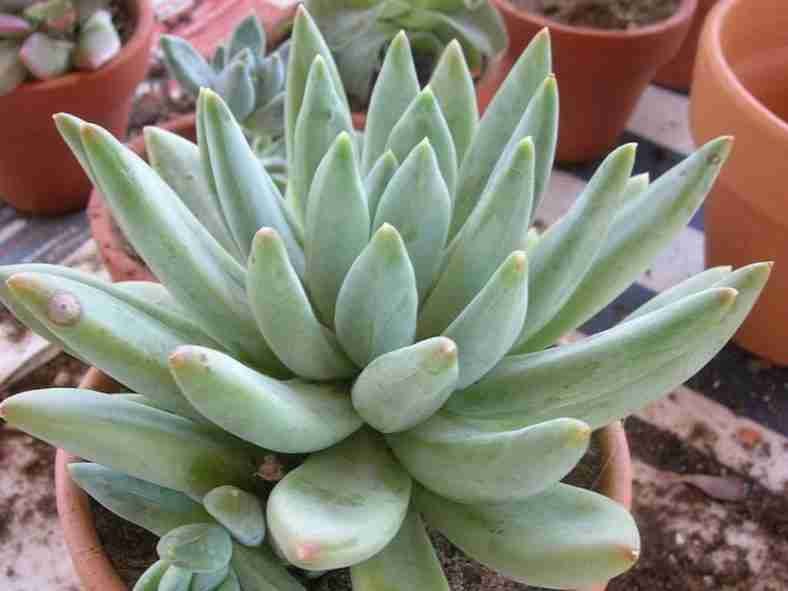 ×Pachyveria 'Glauca' (Pequeña Joya)