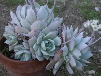 ×Sedeveria 'Loto Azul'
