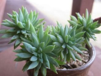 ×Sedeveria 'Fanfarria'