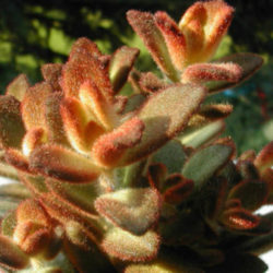 Kalanchoe tomentosa 'Soldado de chocolate'
