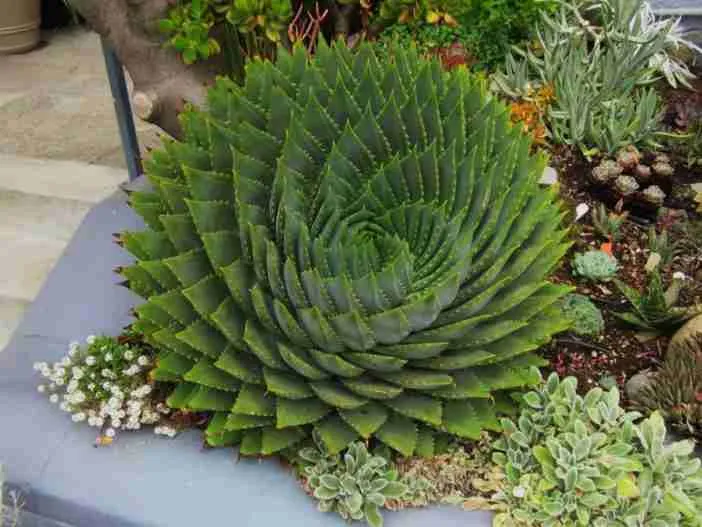 Diseño con Suculentas (Aloe polyphylla)