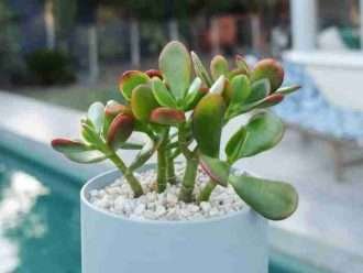 Marchitez de la planta de jade