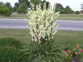 Consejos para hacer florecer una planta de yuca