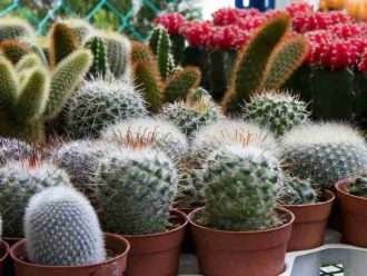 arreglar un cactus marchito