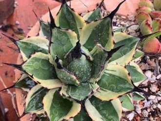 Agave 'Cream Spike', también conocido como Agave applanata 'Cream Spike'