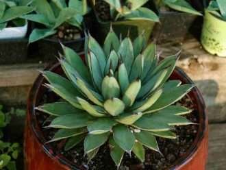 Agave 'Royal Spine' también conocido como Agave 'Green Steel'