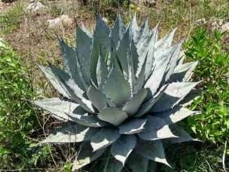 Agave applanata (Agave gris)
