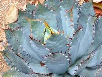 Agave guadalajarana (Agave de Guadalajara)