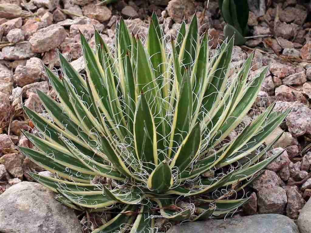 Agave schidigera 'Shira ito no Ohi' (Reina del agave de hoja de hilo blanco) también conocido como Agave filifera subsp.  schidigera 'Shira ito no Ohi'