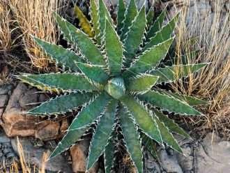 Agave xylonacantha (Agave de hoja de sierra)