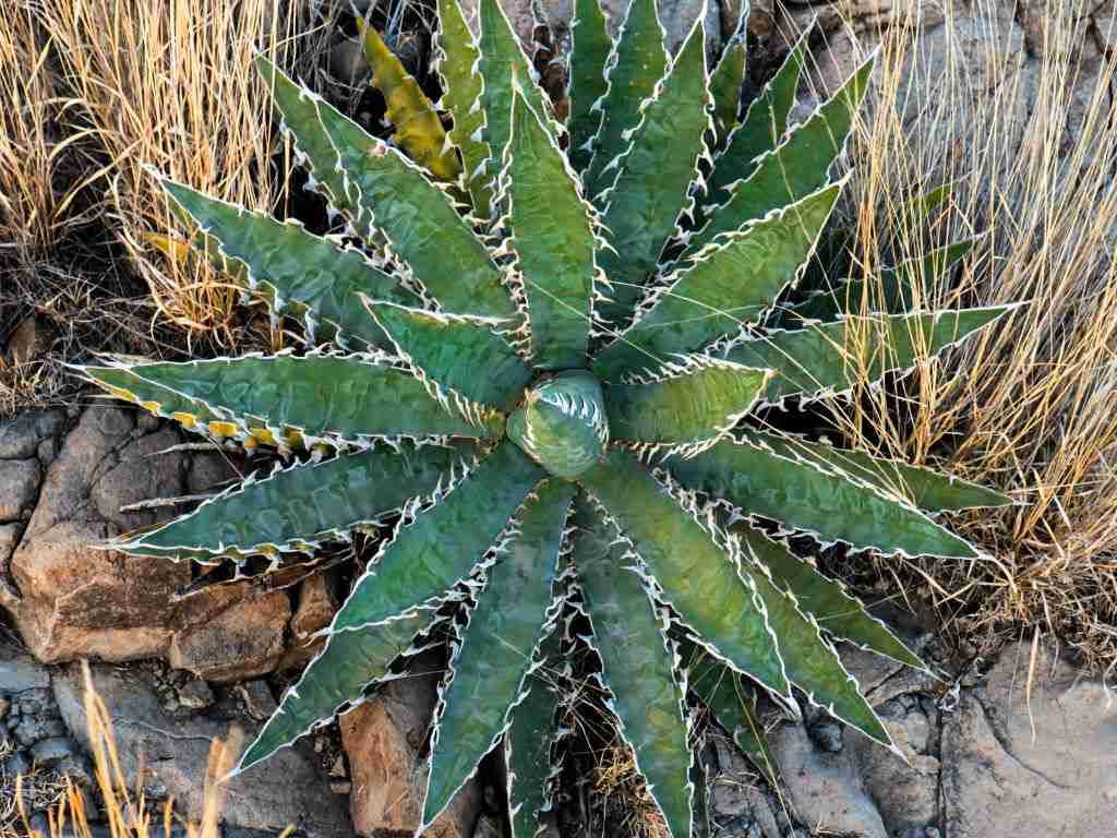 Agave xylonacantha (Agave de hoja de sierra)