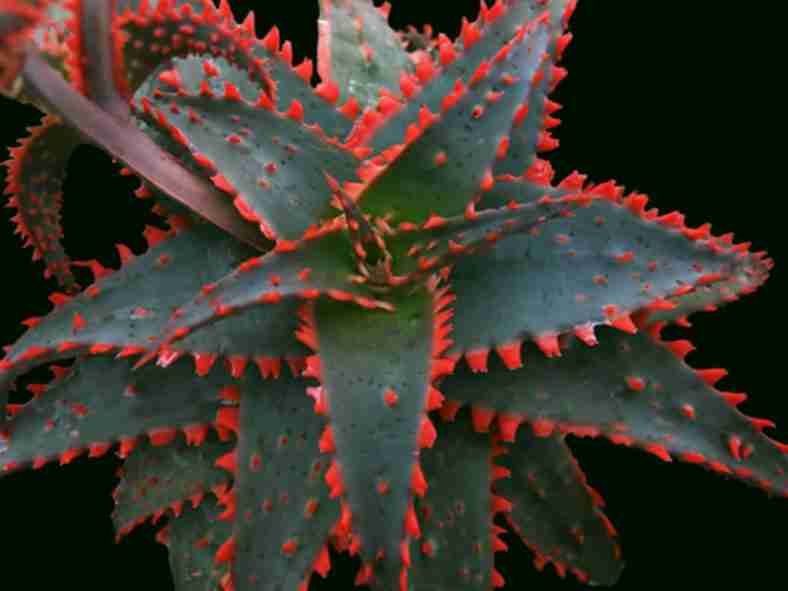 Aloe 'trineo navideño'