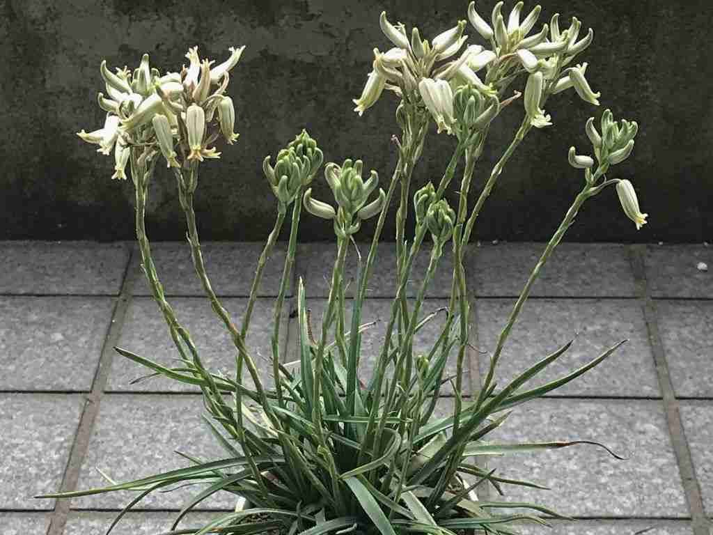 Aloe albida (hierba de aloe)