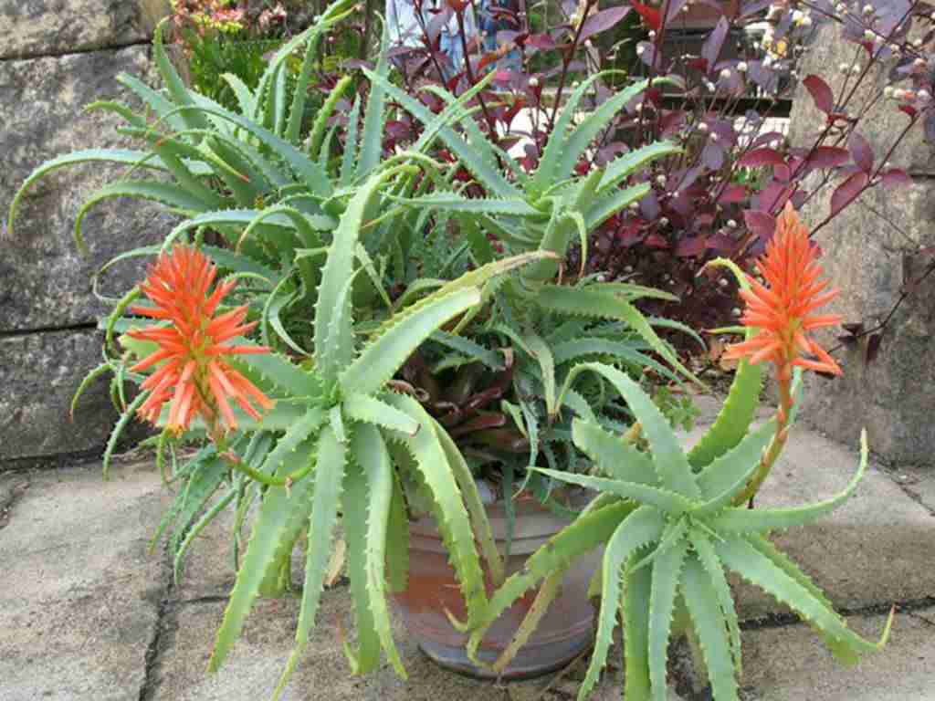 Aloe arborescens (Áloe antorcha)