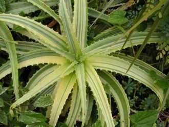Aloe arborescens 'Variegata' (Candelabro dorado)