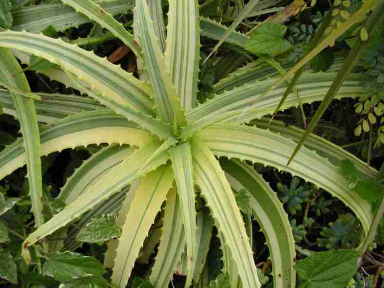 Aloe arborescens 'Variegata' (Candelabro dorado)