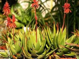 aloe vera