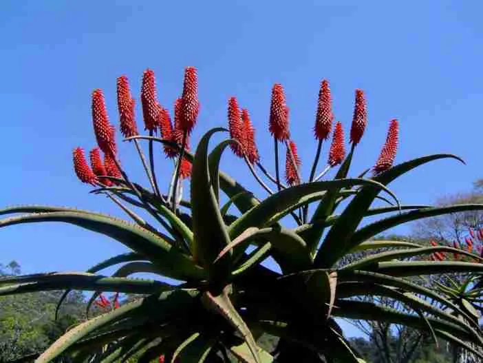Aloe excelsa (Áloe de Zimbabue)